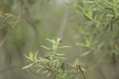 Omophoita magniguttis