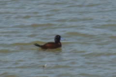 Oxyura vittata