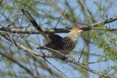 Guira guira