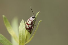 Omophoita magniguttis