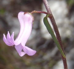 Cyphia digitata digitata