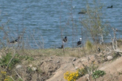 Himantopus mexicanus