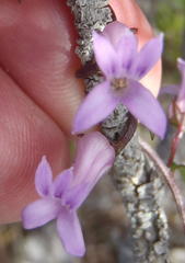 Cyphia digitata digitata