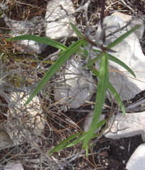 Cyphia digitata digitata