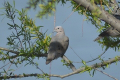 Zenaida auriculata