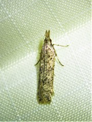 Dichomeris ligulella