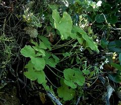 Pelargonium odoratissimum