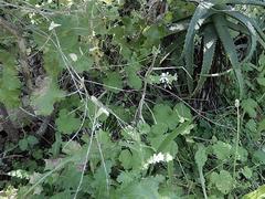 Pelargonium odoratissimum