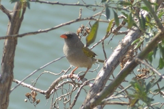 Embernagra platensis