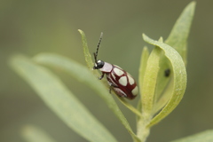 Omophoita magniguttis