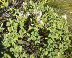 Veronica topiaria
