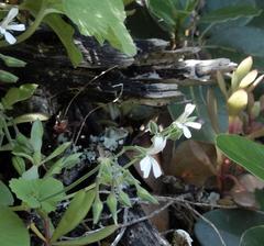 Pelargonium odoratissimum