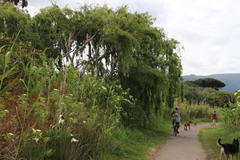 Salix babylonica babylonica