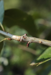 Callirhytis quercusgemmaria