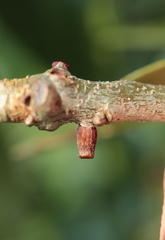Callirhytis quercusgemmaria