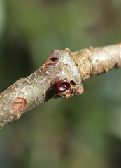 Callirhytis quercusgemmaria