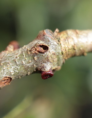 Callirhytis quercusgemmaria