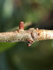 Callirhytis quercusgemmaria