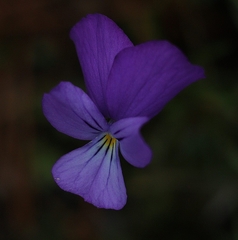 Viola pseudograeca