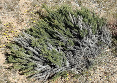 Aptosimum spinescens