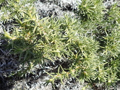 Aptosimum spinescens