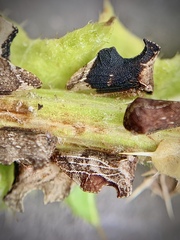 Entylia carinata