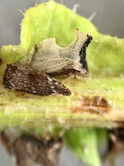 Entylia carinata