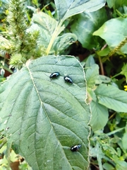 Chrysomelidae
