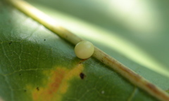 Zopheroteras hubbardi