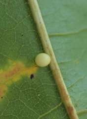 Zopheroteras hubbardi