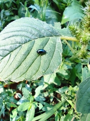 Chrysomelidae