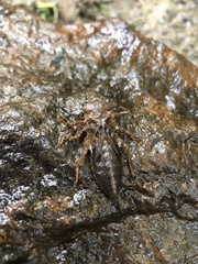 Cordulegaster erronea