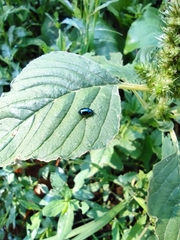 Chrysomelidae