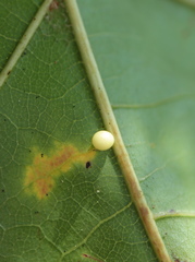 Zopheroteras hubbardi