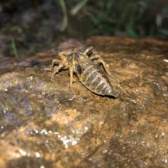 Cordulegaster erronea