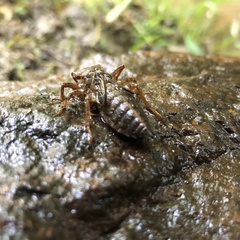 Cordulegaster erronea