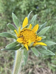 Tithonia tubaeformis
