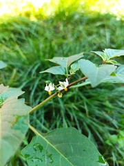Solanum nigrum