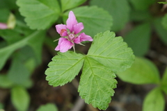 Rubus arcticus