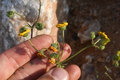 Osteospermum amplectens