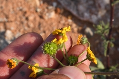 Osteospermum amplectens