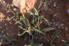 Osteospermum amplectens