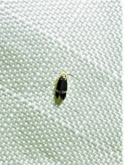 Stigmella rosaefoliella