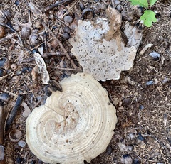 Microporellus dealbatus