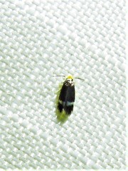 Stigmella rosaefoliella