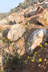 Osteospermum amplectens