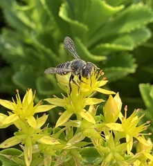 Megachile