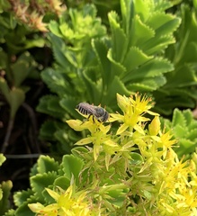 Megachile