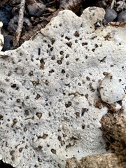 Microporellus dealbatus