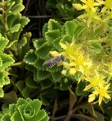 Megachile